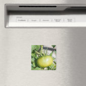 Aimant Tomate mûrissant dans un verger (In Situ (Lave-vaisselle))