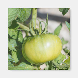 Aimant Tomate mûrissant dans un verger