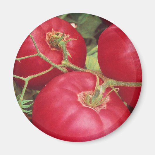 Aimant Tomates cultivées à la maison (Devant)