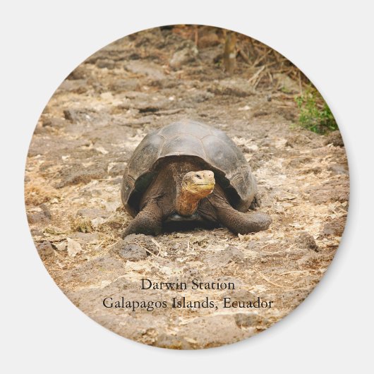 Aimant Tortoise des Galapagos (Devant)