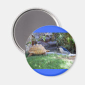 Aimant Tortoise et Blue Jay Friends (Recto/Verso)
