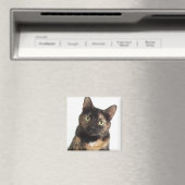 Aimant Tortoiseshell (In Situ (Lave-vaisselle))