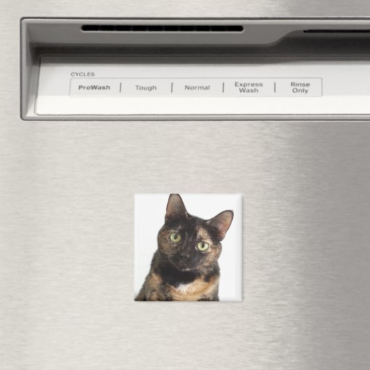 Aimant Tortoiseshell (In Situ (Lave-vaisselle))