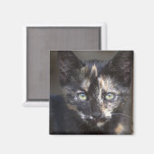 Aimant Tortoiseshell Kitten (Recto/Verso)