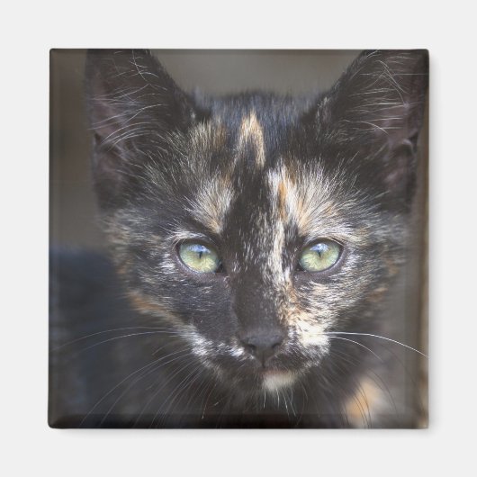 Aimant Tortoiseshell Kitten (Devant)
