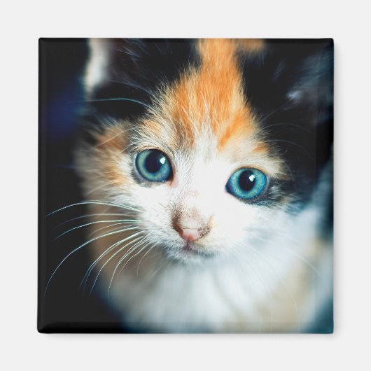 Aimant Tortoiseshell kitten (Devant)