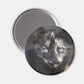 Aimant Tortoiseshell Kitten (Recto/Verso)