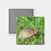 Aimant Tortue (Recto/Verso)