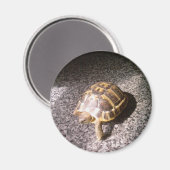 Aimant Tortue (Recto/Verso)