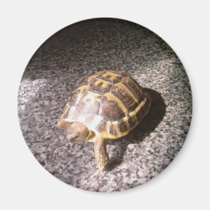 Aimant Tortue
