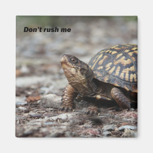 Aimant Tortue