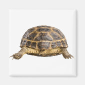 Aimant Tortue (Devant)