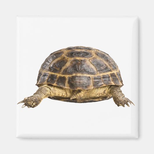 Aimant Tortue (Devant)