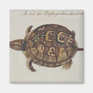 Aimant Tortue de boîte commune