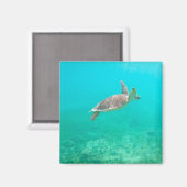 Aimant Tortue des Caraïbes (Recto/Verso)