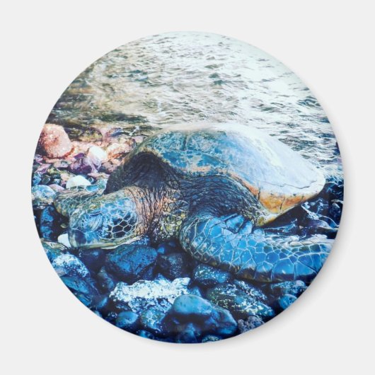 Aimant "Tortue dormante" (Devant)