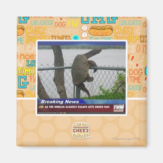 Aimant Tortue en voie de disparition (Devant)