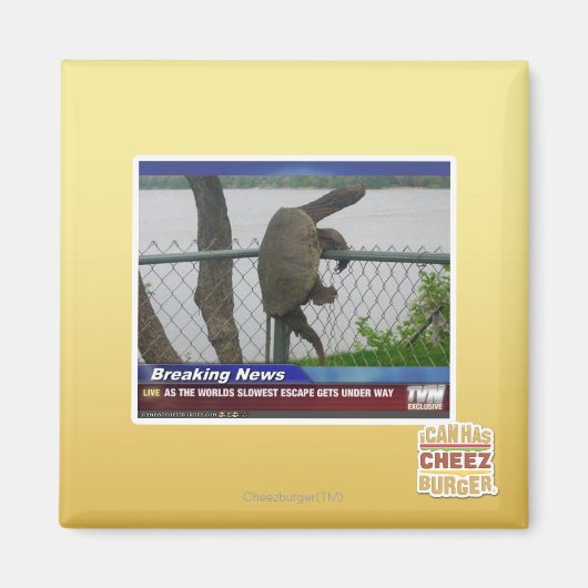 Aimant Tortue en voie de disparition (Devant)