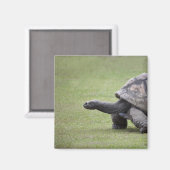Aimant Tortue géante dans l'herbe (Recto/Verso)