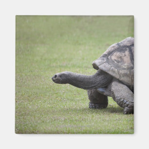 Aimant Tortue géante dans l'herbe