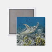 Aimant Tortue imbriquée nageant (Recto/Verso)