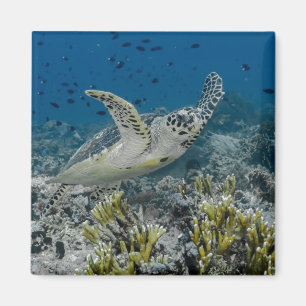 Aimant Tortue imbriquée nageant