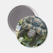 Aimant Tortue mignonne (Recto/Verso)
