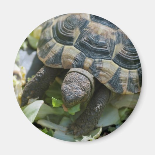 Aimant Tortue mignonne (Devant)