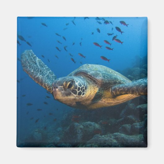 Aimant Tortue noire (verte) (Chelonia agassizi) (Devant)