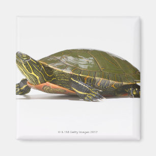 Aimant Tortue peinte occidentale (bellii de picta de