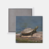 Aimant Tortue peinte sur un bûcher (Recto/Verso)