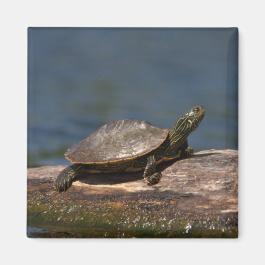 Aimant Tortue peinte sur un bûcher (Devant)