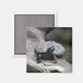 Aimant Tortue peinte sur une branche (Recto/Verso)