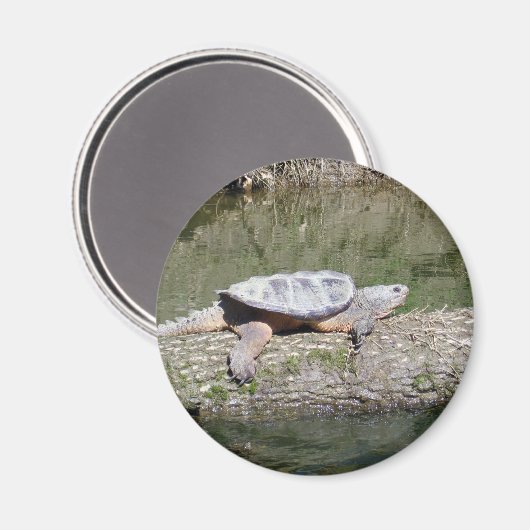 Aimant Tortue Snapping (Recto/Verso)