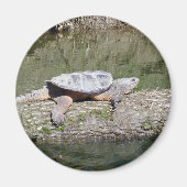 Aimant Tortue Snapping (Devant)