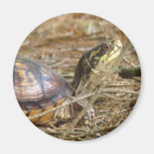Aimant Tortue - Sortie du cou (Devant)
