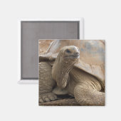 Aimant Tortue terrestre des Seychelles Aldabran (Recto/Verso)