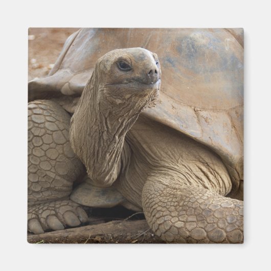 Aimant Tortue terrestre des Seychelles Aldabran (Devant)