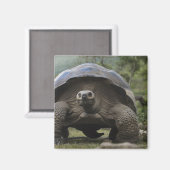 Aimant Tortues géantes des Galapagos Geochelone (Recto/Verso)