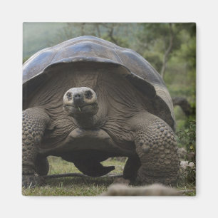 Aimant Tortues géantes des Galapagos Geochelone