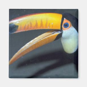 Aimant Toucan