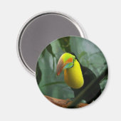 Aimant Toucan (Recto/Verso)