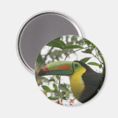 Aimant Toucan dans la jungle (Recto/Verso)