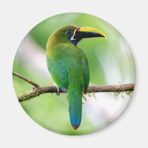 Aimant Toucanet émeraude du Nord au Costa Rica