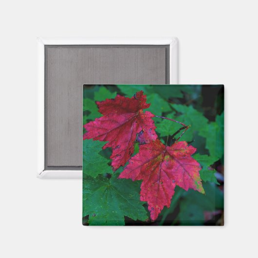 Aimant Touche d'automne (Recto/Verso)