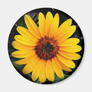 Aimant Tournesol