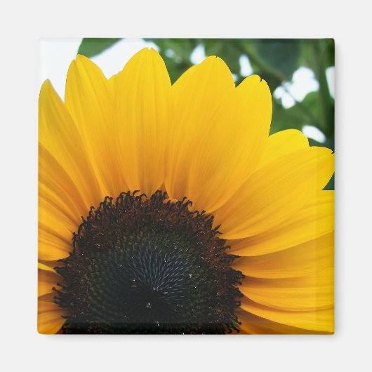 Aimant Tournesol (Devant)