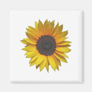 Aimant Tournesol