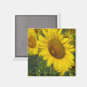 Aimant Tournesol (Recto/Verso)