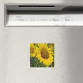 Aimant Tournesol (In Situ (Lave-vaisselle))